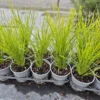 Lomandra lime tuff