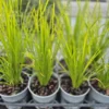 Lomandra lime tuff