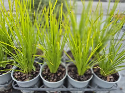 Lomandra lime tuff