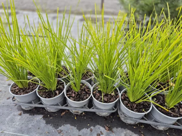 Lomandra lime tuff