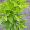 Melicope ternata