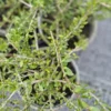 Melicytus crassifolius