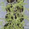 Melicytus crassifolius