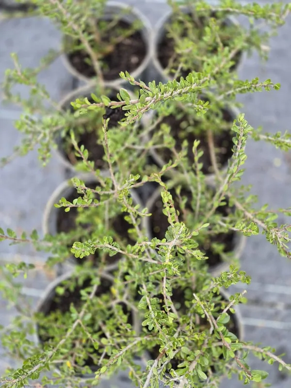 Melicytus crassifolius