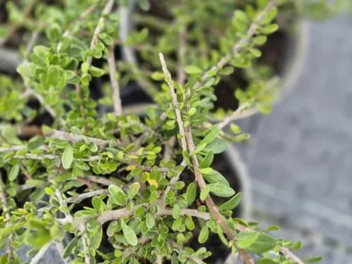 Melicytus crassifolius