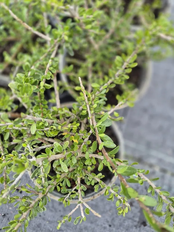 Melicytus crassifolius