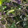 Melicytus ramiflorus mahoe