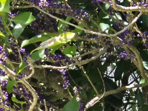 Melicytus ramiflorus mahoe