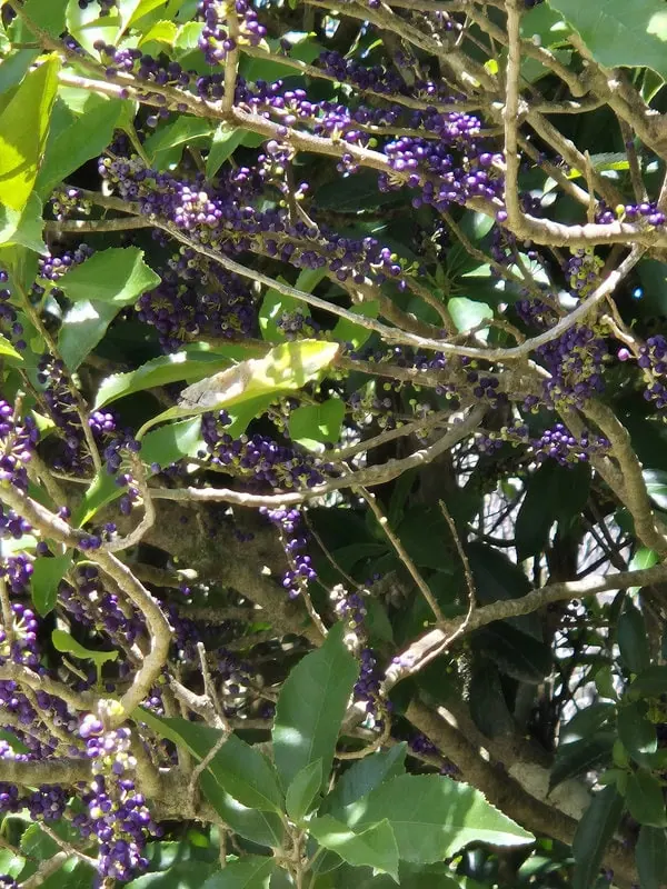 Melicytus ramiflorus mahoe