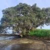 Metrosideros excelsa