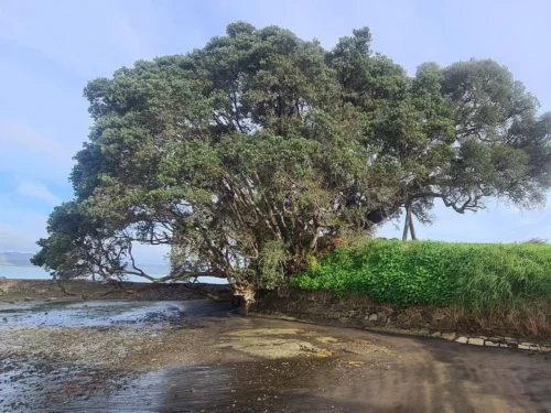 Metrosideros excelsa