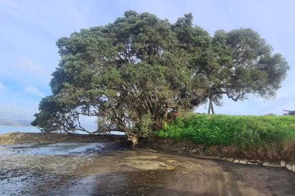 Metrosideros excelsa