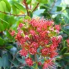 Metrosideros robusta
