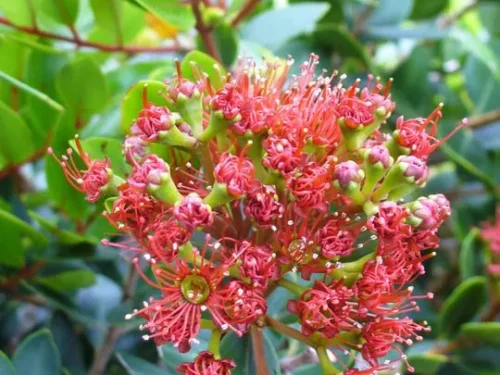 Metrosideros robusta