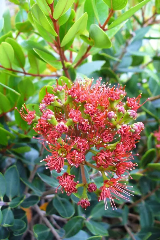 Metrosideros robusta