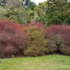 Muehlenbeckia astonii