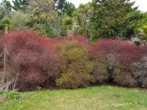 Muehlenbeckia astonii