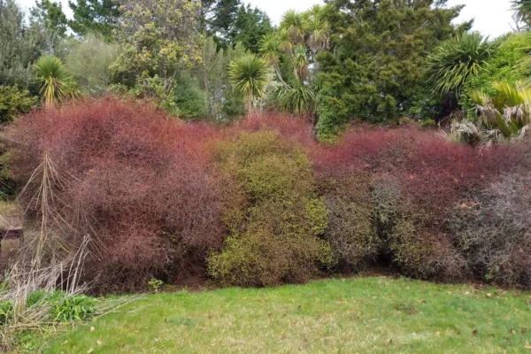 Muehlenbeckia astonii