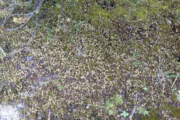 Muehlenbeckia axillaris creeping pōhuehue