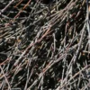 Muehlenbeckia ephedroides