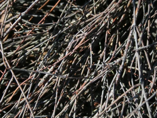 Muehlenbeckia ephedroides
