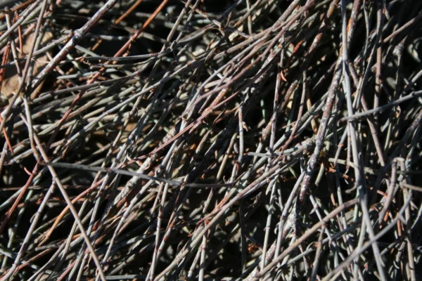 Muehlenbeckia ephedroides