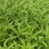 Myoporum laetum
