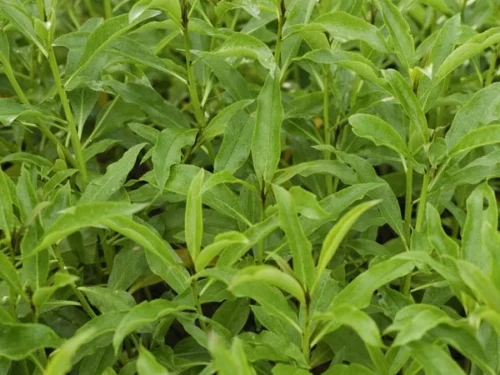 Myoporum laetum
