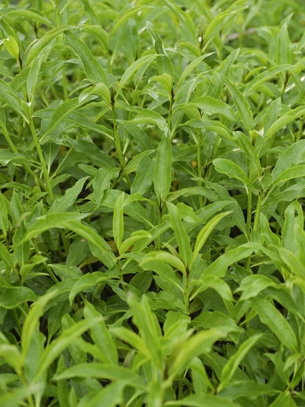 Myoporum laetum