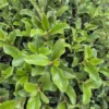 Olearia furfuracea