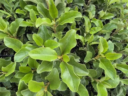 Olearia furfuracea