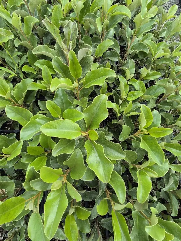 Olearia furfuracea
