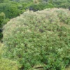 Olearia furfuracea