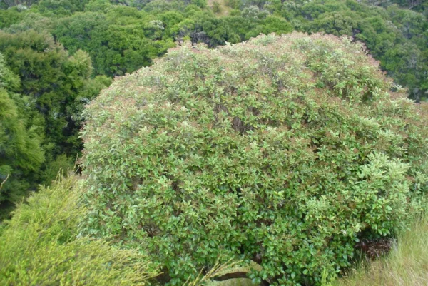 Olearia furfuracea