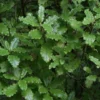 Olearia paniculata
