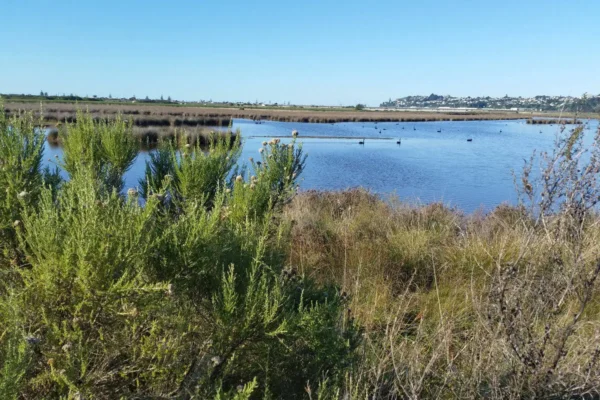 Olearia solandri in the landscape