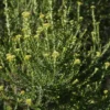 Ozothamnus leptophylla