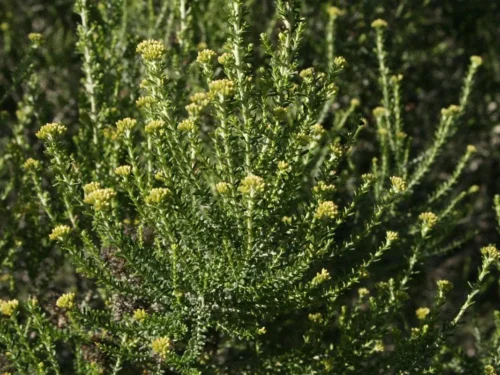Ozothamnus leptophylla