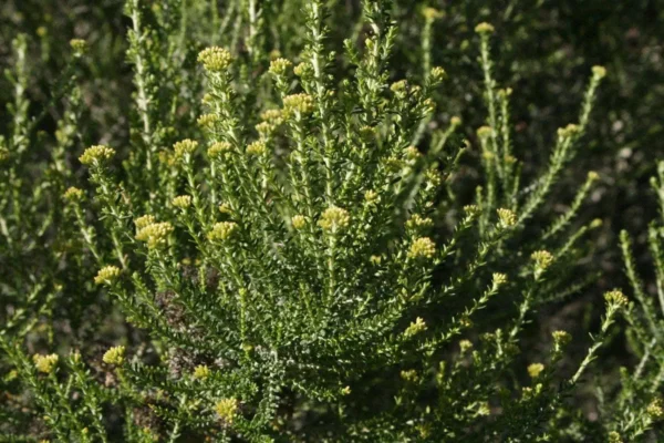 Ozothamnus leptophylla