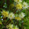 Passiflora tetrandra