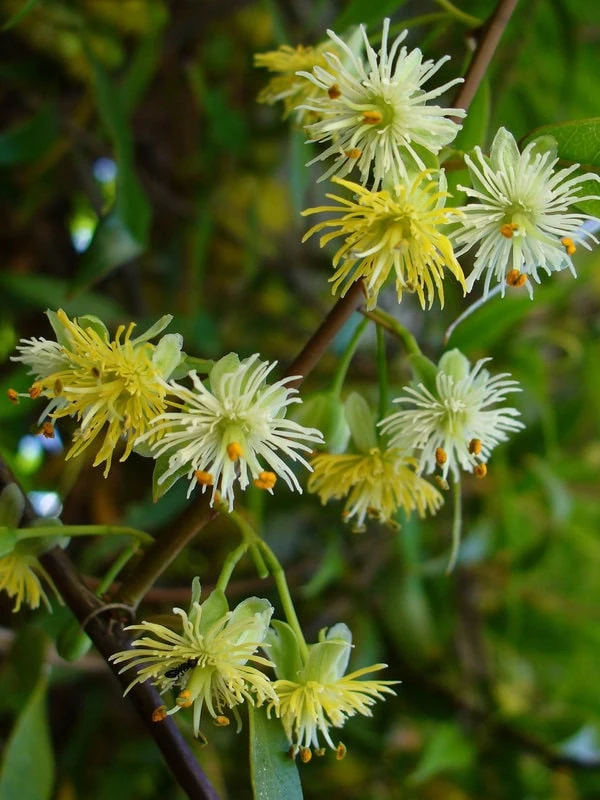Passiflora tetrandra