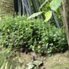 Peperomia urvilleana