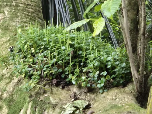 Peperomia urvilleana