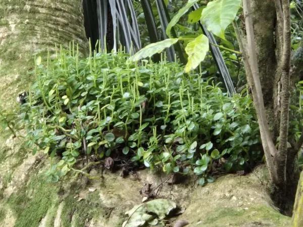 Peperomia urvilleana