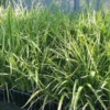 Phormium cookianum