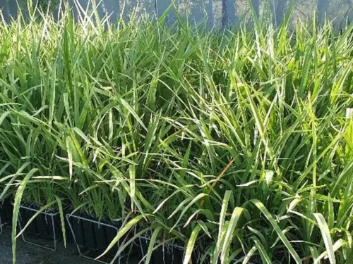 Phormium cookianum