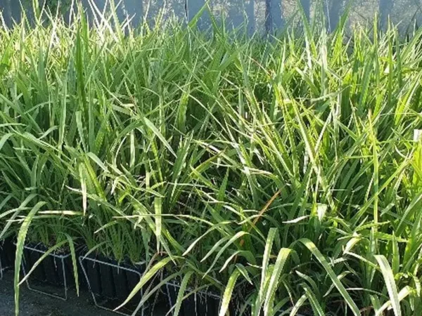 Phormium cookianum