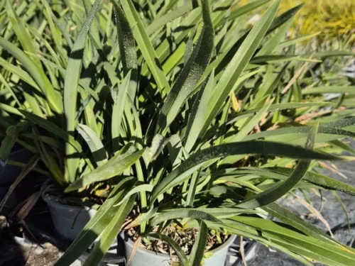 Phormium emerald gem