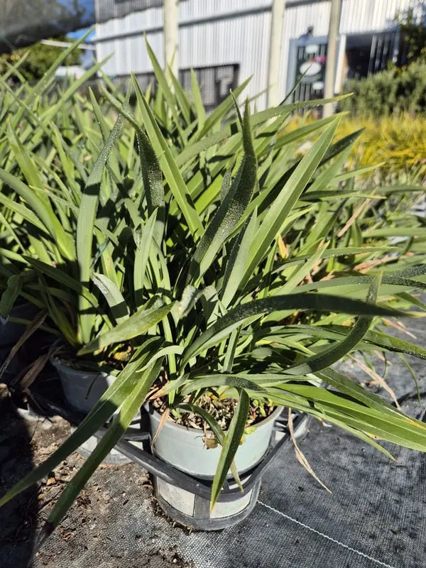Phormium emerald gem