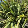 Phormium tautane